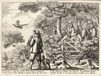 Pheasant Hawking